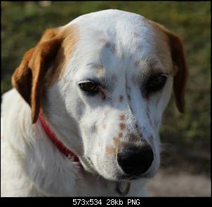 Der Hunde Thread-2016-03-31-11.02.34.jpg