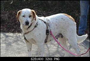 Der Hunde Thread-2016-03-31-11.01.53.jpg