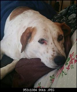 Der Hunde Thread-2016-03-23-08.27.12_resized.jpg