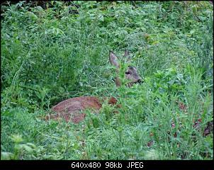 Quasselthread-k640_dsc05151.jpg