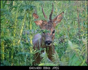 Quasselthread-k640_k1024_dsc05194.jpg