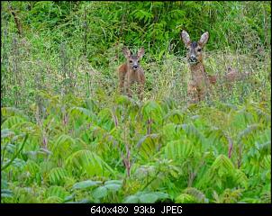 Quasselthread-k640_dsc05560.jpg