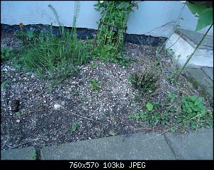 Der Garten- und Anbauthread-fras1.jpg
