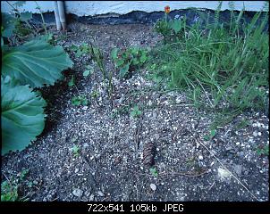 Der Garten- und Anbauthread-fras2.jpg