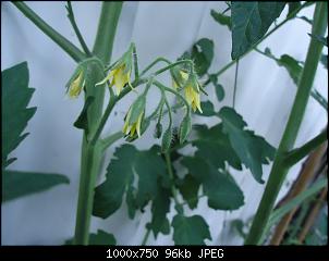Der Garten- und Anbauthread-toamte1.jpg