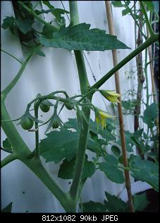 Der Garten- und Anbauthread-toamte2.jpg