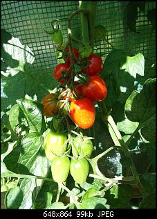 Der Garten- und Anbauthread-t1.jpg
