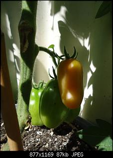 Der Garten- und Anbauthread-t10.jpg