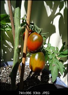Der Garten- und Anbauthread-t11.jpg