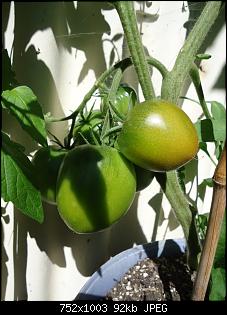 Der Garten- und Anbauthread-t12.jpg