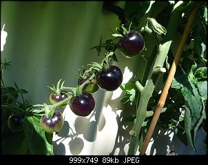 Der Garten- und Anbauthread-t14.jpg