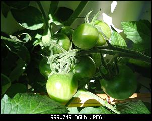 Der Garten- und Anbauthread-t15.jpg