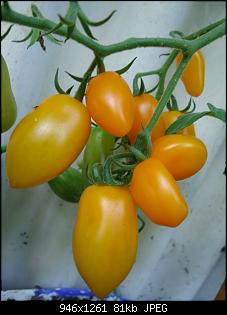 Der Garten- und Anbauthread-t16.jpg