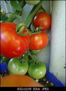 Der Garten- und Anbauthread-t17.jpg