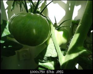 Der Garten- und Anbauthread-t18.jpg