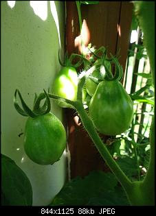Der Garten- und Anbauthread-t19.jpg