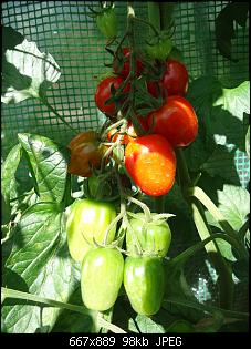 Der Garten- und Anbauthread-t2.jpg
