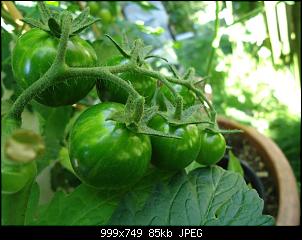Der Garten- und Anbauthread-t20.jpg