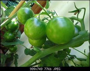 Der Garten- und Anbauthread-t22.jpg