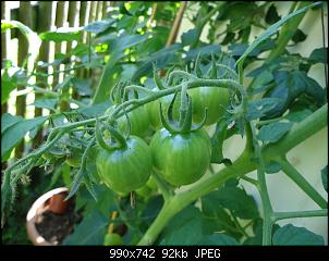 Der Garten- und Anbauthread-t23.jpg