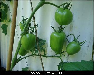 Der Garten- und Anbauthread-t24.jpg