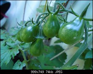 Der Garten- und Anbauthread-t25.jpg
