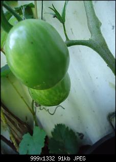 Der Garten- und Anbauthread-t26.jpg