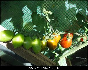 Der Garten- und Anbauthread-t3.jpg