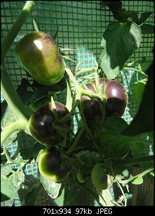 Der Garten- und Anbauthread-t4.jpg