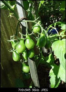 Der Garten- und Anbauthread-t5.jpg