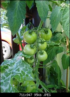 Der Garten- und Anbauthread-t6.jpg