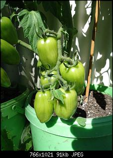Der Garten- und Anbauthread-t7.jpg