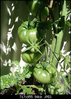 Der Garten- und Anbauthread-t9.jpg