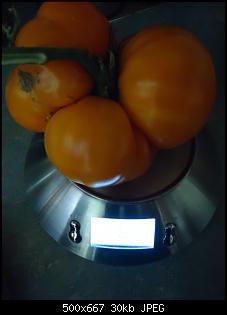 Der Garten- und Anbauthread-tomate1.jpg