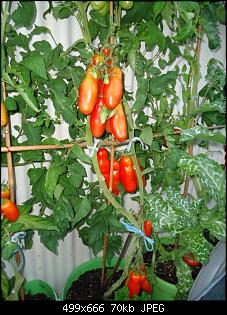 Der Garten- und Anbauthread-tomaten1.jpg