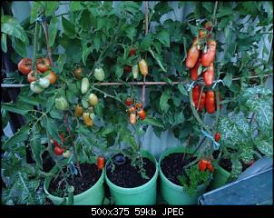 Der Garten- und Anbauthread-tomaten2.jpg