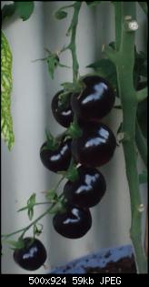Der Garten- und Anbauthread-tomaten3.jpg