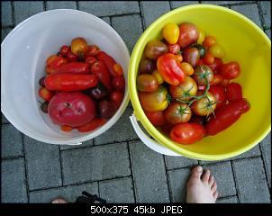 Der Garten- und Anbauthread-ternte1.jpg