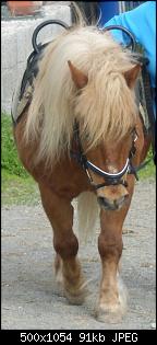 Quasselthread-sepp1a.jpg