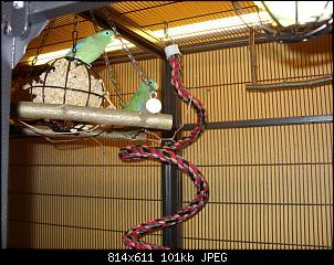 Quasselthread-sdc13428-medium-.jpg