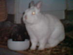 Name:  mein alfi mit unserem ersten meerschweinchen fl�mmchen was auch durch einen arztfehler am 11.09.jpg
Hits: 292
Gr��e:  2,6 KB