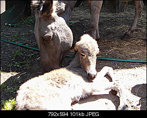 Pferde und Reiter-Thread-pic01118.jpg