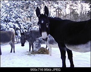 Pferde und Reiter-Thread-pic02656.jpg