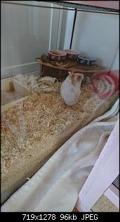 Quasselthread-img-20170417-wa0027.jpg