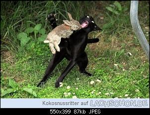 Quasselthread-121392_kaninchen_1.jpg