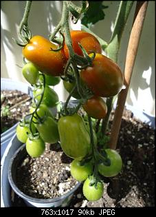 Der Garten- und Anbauthread-tomate-17-2.jpg