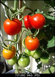Der Garten- und Anbauthread-tomate17-1.jpg