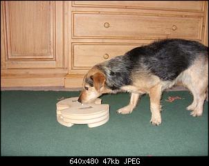 Ein Hund f�r Olga - Thread-jc%B4s-gewinn.jpg