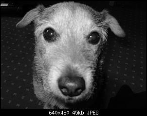 Ein Hund f�r Olga - Thread-jc-schwarz-wei%DF.jpg