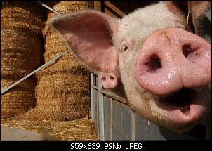 Quasselthread-schwein.jpg